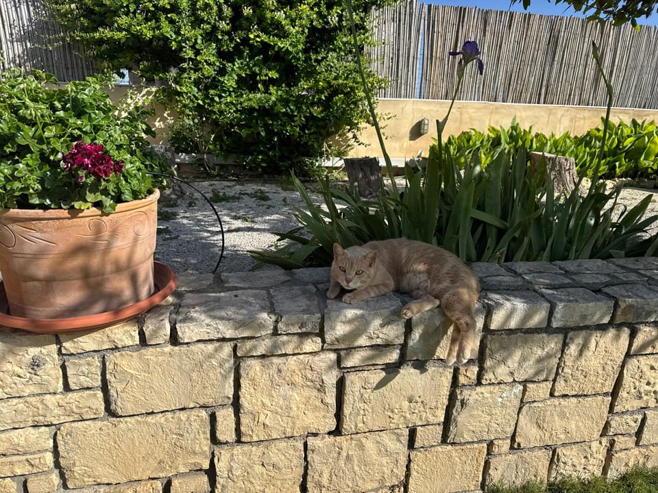 My Seventh Week in Crete: Visits, Challenges and Team Activities